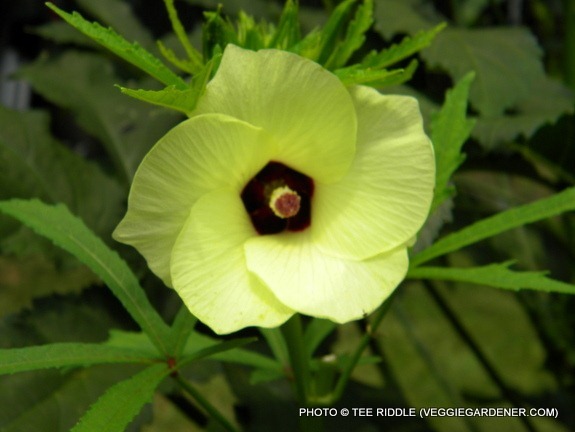 okra flower edible
