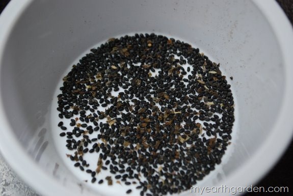 collected basil seed