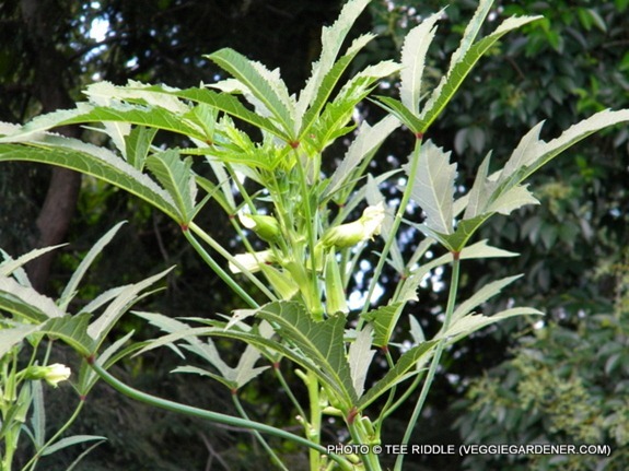 okra flower edible